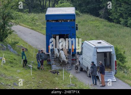 L'arrivée des vaches au printemps, Alpes Maritimes italiennes au-dessus de Demont. Banque D'Images