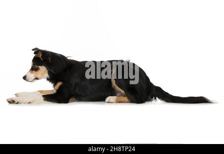 Jeune chien collie de bordure isolé sur blanc Banque D'Images