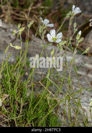 Mélèze feuille Sandwort, Minuartia laricifolia, en fleur dans les Alpes. Banque D'Images