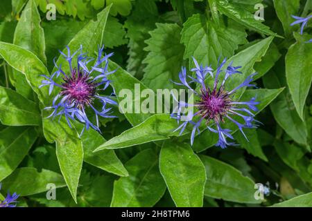 Fleur de maïs de montagne, Centaurea montana, en fleur dans un pré de montagne ombragé.Alpes Banque D'Images