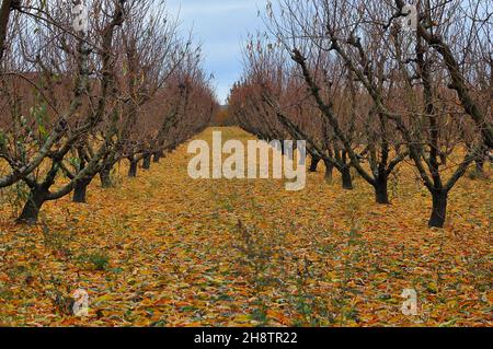 scène de verger d'automne 1 Banque D'Images