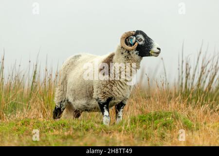 Gros plan d'une brebis de Swaledale ou d'une femelle avec un cercle brun inhabituel sur la toile.Face à droite, et mâcher de l'herbe en automne.Espace pour la copie. Banque D'Images