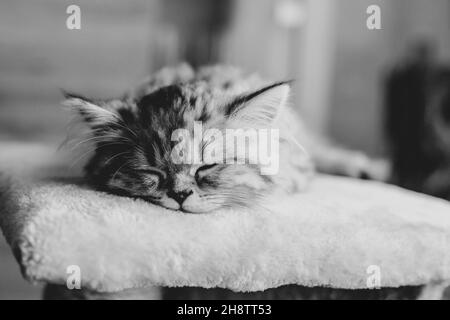 Un adorable chaton persan peut dormir sur un canapé à la maison Banque D'Images