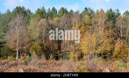 Sherwood Forest, Royaume-Uni - 17 novembre 2021 : feuilles et couleurs d'automne à Sherwood Forest, Sherwood Pines, Notinghamshire, Royaume-Uni Banque D'Images