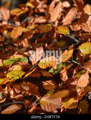 Sherwood Forest, Royaume-Uni - 17 novembre 2021 : feuilles et couleurs d'automne à Sherwood Forest, Sherwood Pines, Notinghamshire, Royaume-Uni Banque D'Images