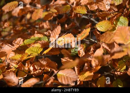 Sherwood Forest, Royaume-Uni - 17 novembre 2021 : feuilles et couleurs d'automne à Sherwood Forest, Sherwood Pines, Notinghamshire, Royaume-Uni Banque D'Images