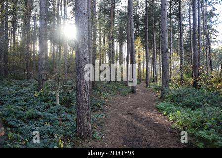 Sherwood Forest, Royaume-Uni - 17 novembre 2021 : feuilles et couleurs d'automne à Sherwood Forest, Sherwood Pines, Notinghamshire, Royaume-Uni Banque D'Images