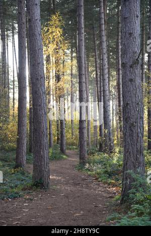 Sherwood Forest, Royaume-Uni - 17 novembre 2021 : feuilles et couleurs d'automne à Sherwood Forest, Sherwood Pines, Notinghamshire, Royaume-Uni Banque D'Images