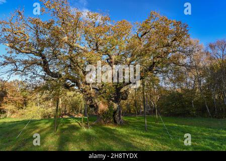 Sherwood Forest, Royaume-Uni - 20 novembre 2021 : Major Oak, un chêne très grand et historique dans la forêt de Sherwood, dans le Nottinghamshire, en Angleterre Banque D'Images