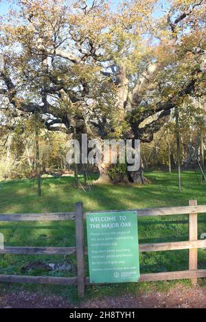 Sherwood Forest, Royaume-Uni - 20 novembre 2021 : Major Oak, un chêne très grand et historique dans la forêt de Sherwood, dans le Nottinghamshire, en Angleterre Banque D'Images