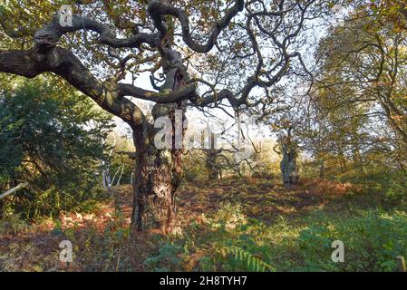 Sherwood Forest, Royaume-Uni - 20 novembre 2021 : Major Oak, un chêne très grand et historique dans la forêt de Sherwood, dans le Nottinghamshire, en Angleterre Banque D'Images