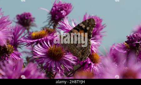Femme peinte sur des fleurs violettes Banque D'Images