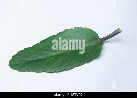 Feuille de plante aérienne ou feuille miracle, Bryophyllum pinnatum.Communément connu sous le nom de Pattharcaṭṭa dans les systèmes traditionnels indiens de médecine Banque D'Images