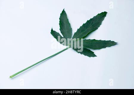 Feuille de Gongura une plante, Roselle ou Hibiscus sabdariffa cultivée pour ses feuilles comestibles en Inde, Satara, Maharashtra, Inde.Utilisé dans le centre sud de l'Inde Banque D'Images