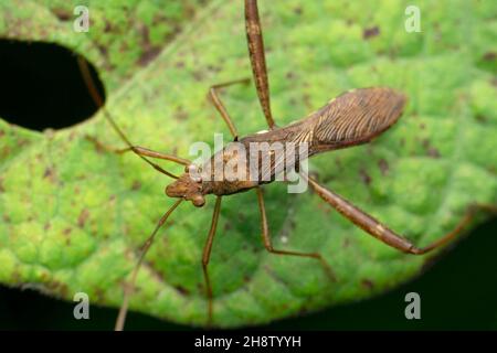 Punaise à jambe longue, Satara, Maharashtra, Inde.Famille des Pentatomidae appartenant à l'ordre des Hemiptères Banque D'Images