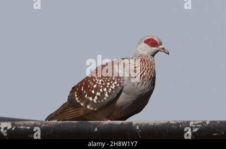 Pigeon moucheté (Columba guinée) également connu sous le nom de pigeon roc africain.Tendaba, la République de Gambie. Banque D'Images