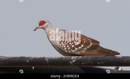 Pigeon moucheté (Columba guinée) également connu sous le nom de pigeon roc africain.Tendaba, la République de Gambie. Banque D'Images