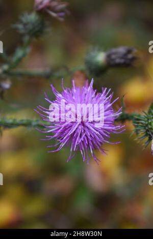 Gros plan d'un Thistle effilé (Cirsium vulgare) Banque D'Images