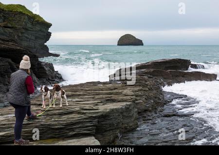 Femme avec des chiens debout sur une corniche à la plage de Trebarwith Strand avec Gull Rock au loin, North Cornwall, Royaume-Uni, lors d'une journée froide et venteuse en novembre Banque D'Images