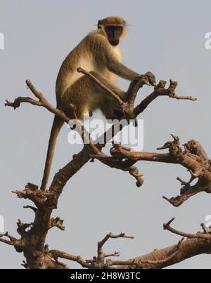 Un singe vert mâle ou un singe callithrix (Chlorocebus sabaeus), également connu sous le nom de singe sabaeus, se trouve au sommet d'un arbre en vue Banque D'Images