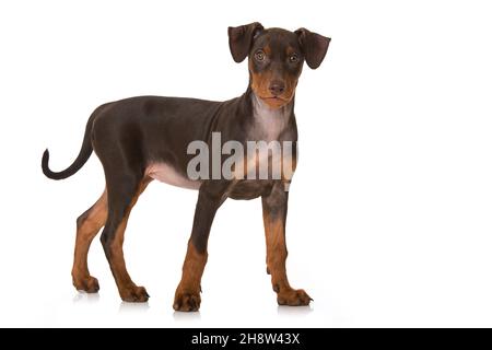 Chiot Pinscher debout sur fond blanc Banque D'Images