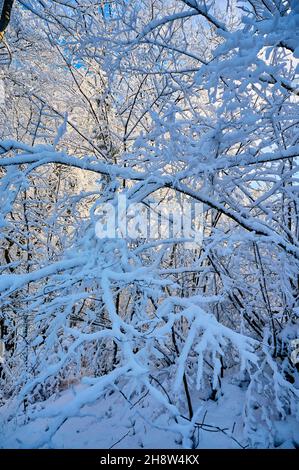 Les arbres sur le mont Hohenstaufen sont couverts de gel épais créant une atmosphère sublime et hideuse lors d'une journée hivernale froide. Banque D'Images