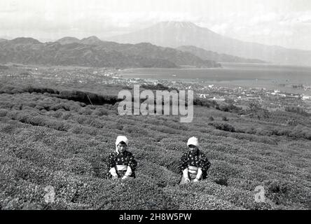 1954, historique, deux jeunes japonaises en costume traditionnel dehors sur une plantation de thé à Shizuoka, Japon, cueillant des feuilles des buissons de thé.La région autour de MountFuji est l'une des plus importantes pour la production de thé vert, qui est une partie importante de la culture japonaise.La portion du thé et sa cérémonie est un événement spécial pour les Japonais, représentant la pureté, la tranquillité, le respect et l'harmonie. Banque D'Images