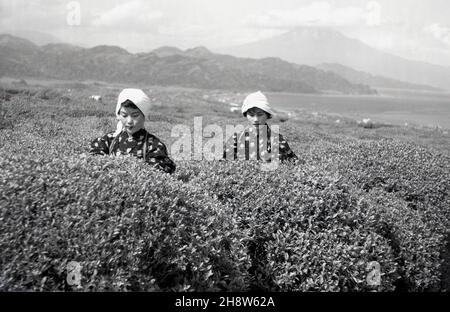 1954, historique, deux jeunes japonaises en costume traditionnel dehors sur une plantation de thé à Shizuoka, Japon, cueillant des feuilles des buissons de thé.La région autour de MountFuji est l'une des plus importantes pour la production de thé vert, qui est une partie importante de la culture japonaise.La portion du thé et sa cérémonie est un événement spécial pour les Japonais, représentant la pureté, la tranquillité, le respect et l'harmonie. Banque D'Images