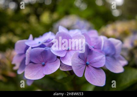 Gros plan de magnifiques fleurs d'hortensia violet dans le jardin. Banque D'Images