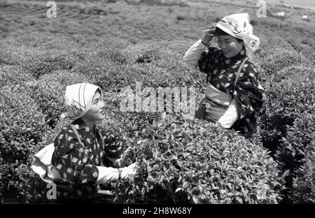 1954, historique, deux jeunes japonaises en costume traditionnel dehors sur une plantation de thé à Shizuoka, Japon, cueillant des feuilles des buissons de thé. La région autour du Mont Fuji est l'une des plus grandes pour la production de thé vert, qui est une partie importante de la culture japonaise. Le service du thé et sa cérémonie est un événement spécial pour les Japonais, représentant la pureté, la tranquillité, le respect et l'harmonie. Banque D'Images