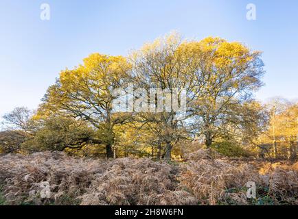 Vue sur une forêt d'arbres et de saumâtres dans le parc Richmond sous le soleil du matin, Richmond upon Thames, SW London, de la fin de l'automne au début de l'hiver Banque D'Images