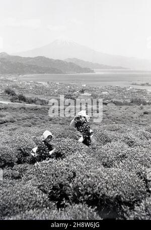 1954, historique, deux jeunes japonaises en costume traditionnel dehors sur une plantation de thé à Shizuoka, Japon, cueillant des feuilles des buissons de thé.La région autour de MountFuji est l'une des plus importantes pour la production de thé vert, qui est une partie importante de la culture japonaise.La portion du thé et sa cérémonie est un événement spécial pour les Japonais, représentant la pureté, la tranquillité, le respect et l'harmonie. Banque D'Images