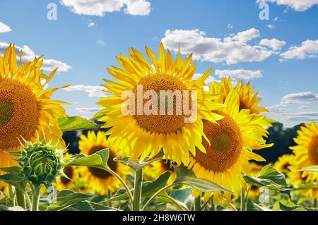 Tournesols avec des graines et des pétales jaune vif poussant dans le champ agricole contre ciel bleu nuageux Banque D'Images