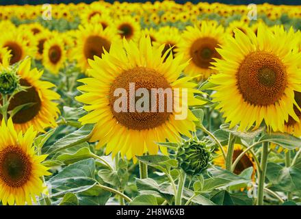 Tournesols avec des graines et des pétales jaune vif poussant dans le champ agricole contre ciel bleu nuageux Banque D'Images