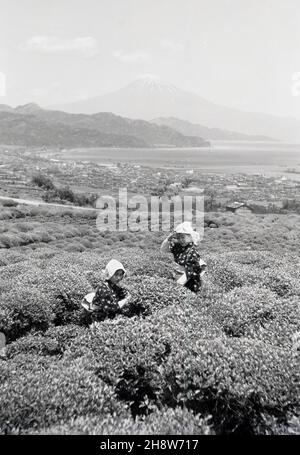 1954, historique, deux jeunes japonaises en costume traditionnel dehors sur une plantation de thé à Shizuoka, Japon, cueillant des feuilles des buissons de thé.La région autour de MountFuji est l'une des plus importantes pour la production de thé vert, qui est une partie importante de la culture japonaise.La portion du thé et sa cérémonie est un événement spécial pour les Japonais, représentant la pureté, la tranquillité, le respect et l'harmonie. Banque D'Images