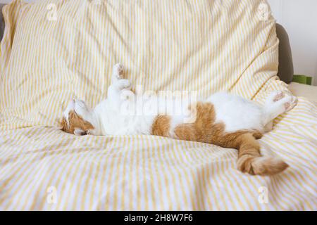 Mignon jeune bicolore domestique orange et blanc chat dort détendu et heureux sur la couverture douce sur le lit.Concept de chats endormis heureux et décontractés.Gros plan, mise au point sélective, espace de copie Banque D'Images