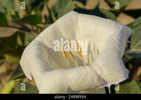 Vue latérale depuis la fleur sauvage du désert blanc appelée Sacred Datura wrightii, trompette d'ange ou herbe de Jimson en iran avec lumière du matin Banque D'Images