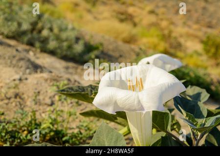 Vue latérale depuis la fleur sauvage du désert blanc appelée Sacred Datura wrightii, trompette d'ange ou herbe de Jimson en iran avec lumière du matin Banque D'Images