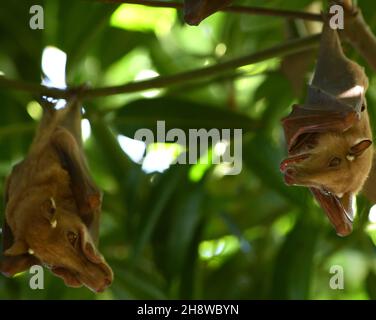 Un groupe de chauves-souris gambiennes à pattes aux épaules (Epomophorus gambianus) passant la journée dans un manguier.Tendaba, la République de Gambie. Banque D'Images