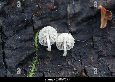 Mycena cyanorhiza, connue sous le nom de mycena à pieds bleus, champignon sauvage de Finlande Banque D'Images