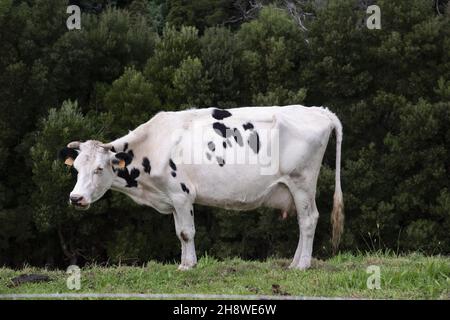 Vache blanche avec des taches noires dans un champ Banque D'Images