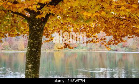 Rhin après la chute du grand Rhin à Schaffhausen en automne.L'eau coule calmement dans le froid et le fogg jour d'automne. Banque D'Images