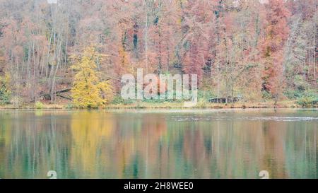 Rhin après la chute du grand Rhin à Schaffhausen en automne.L'eau coule calmement dans le froid et le fogg jour d'automne. Banque D'Images