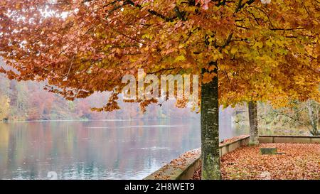 Rhin après la chute du grand Rhin à Schaffhausen en automne.L'eau coule calmement dans le froid et le fogg jour d'automne. Banque D'Images