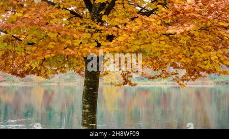 Rhin après la chute du grand Rhin à Schaffhausen en automne.L'eau coule calmement dans le froid et le fogg jour d'automne. Banque D'Images