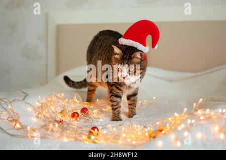 Joli chat en chapeau de noël rouge avec lumières de noël.Concept de vacances. Banque D'Images