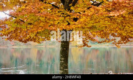 Rhin après la chute du grand Rhin à Schaffhausen en automne.L'eau coule calmement dans le froid et le fogg jour d'automne. Banque D'Images