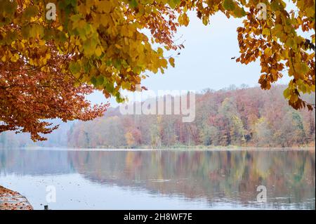 Rhin après la chute du grand Rhin à Schaffhausen en automne.L'eau coule calmement dans le froid et le fogg jour d'automne. Banque D'Images