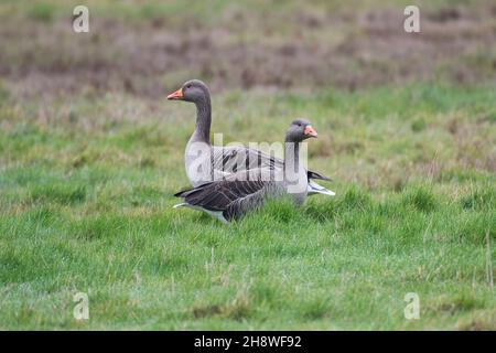 Grylag Goose (Anser anser) à la réserve de Norfolk Wildlife Trust à CLEY, à côté de la mer, Norfolk, Royaume-Uni Banque D'Images