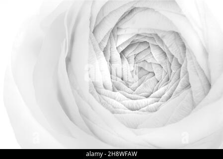 Ranunculus gros plan de fleur Banque D'Images